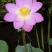 flower_pad_lily_kom_ubud_v_0074_bal4441.jpg